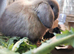 1 x beautiful 8.5 week harlequin Male kit/ rabbit