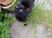 8 week old kittens