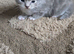 3 Sweet British Shorthairs