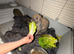 Mini lop