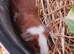 Baby Guinea pigs