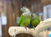 Green cheek