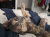 5 month kitten for rehoming