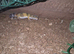 Young leopard gecko