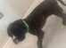 3 KC BOXER PUPS LEFT