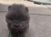CHOW CHOW PUPPIES