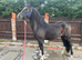 2yo Registered Welsh Section C