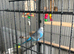Pair of budgies