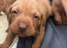 Beautiful Smooth-Haired Hungarian Vizsla Puppies