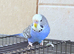 Beautiful young budgies available