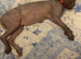 Sphynx female for sale