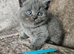 3 pedigree British blue shorthairs kittens