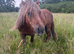 Registered mini Shetland mare