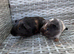 Baby guinea pigs REDUCED