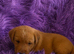 Exceptional Labrador puppies