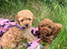 Stunning Cavapoochon