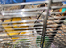 Syrian hamster with cage
