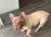 Velvet big rope french bulldog bitch