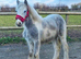 Blue and white filly