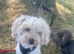 Teddy Toy Poodle