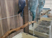 Indian Ringneck Birds Blue/Purple/Green