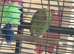 Indian ringneck parrot female
