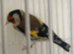 Siberian male goldfinch