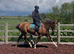 16.2hh chestnut mare by omarcos first foundation