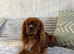Kc Health Tested Ruby Cavalier King Charles At Stud