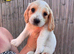 2 now reserved, 4 boys left and 2 girls