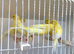 x5 hens waterslager canary canaries