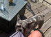 French bulldog 4years old