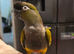 Patagonian conure