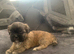 Shitzue puppies