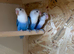 3 young love birds