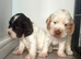 Beautiful full show cocker spaniels