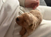 TOY POODLE PUPPIES LOOKING FOR THEIR FOREVER HOMES