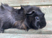 Gorgeous tufty baby boars