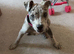 British bull dog cross lurcher