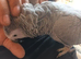 Tame African grey male