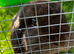 Gorgeous pure mini lop brothers