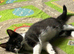 Tabby male kitten for sale