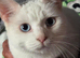 Ragdoll x