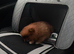 Bear the Pomeranian