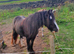 13.1 hh cob mare