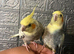 2x baby hand reared cockatiels with the cage