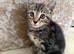 Female kitten