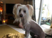 Chinese Crested powderpuff boy