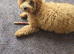 cavapoo puppy for sale