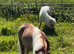 Very pretty Miniature Shetland Pony